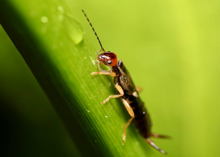 Do Earwigs Damage Homes?